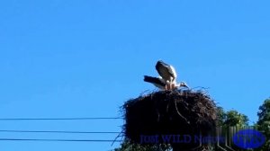 Как щелкать клювом... Как разговаривают аисты? Клекочут на своем языке, выучить который - невозможн