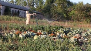 Самый лучший сорт капусты как из детства. Растет плотная сладкая размером с 3 головы. Мегатон f1.