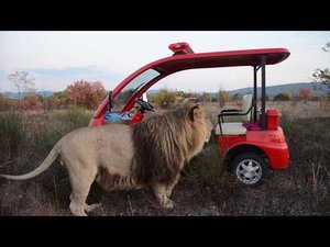 Лев Марсель УСТРОИЛ ДОСМОТР МАШИНКИ!