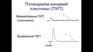 лекция синапс