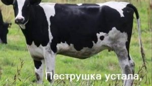 Три коровы. Автор слов Д.Ораз