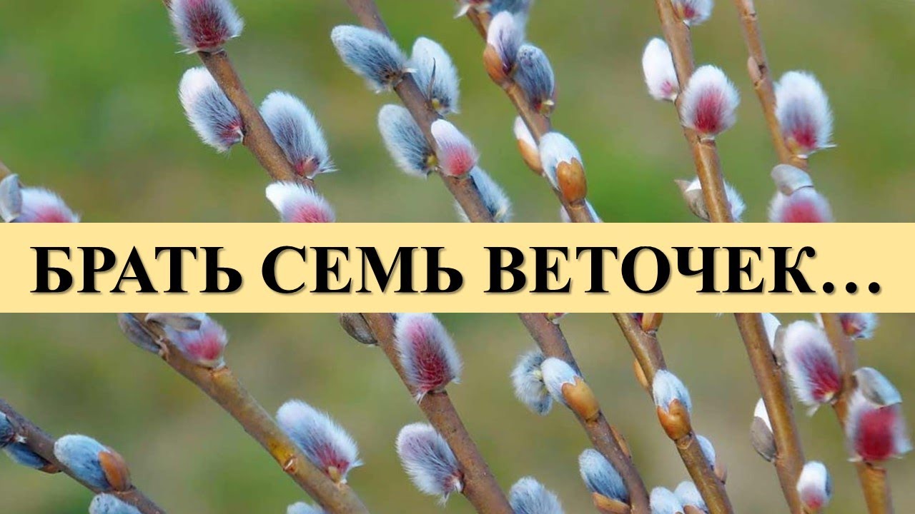 ПРИВОРОЖИТЕ ЛЮБИМОГО В ВЕРБНОЕ ВОСКРЕСЕНЬЕ: БРАТЬ СЕМЬ ВЕТОЧЕК….