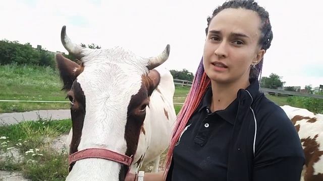 Породы коров, как определить породу и какой же породы ваша корова ?