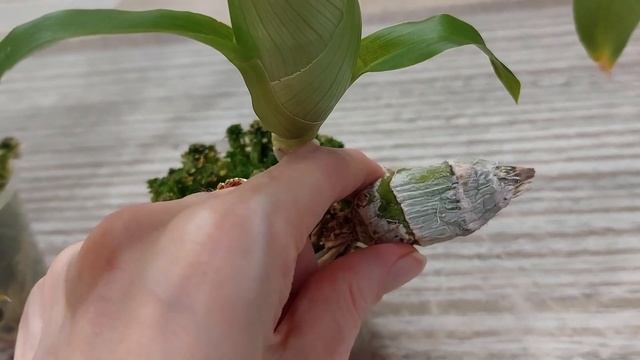 И еще одна адаптация пройдена! Выросла вторая партия морковок от BBB orchids. Орхидея катасетум. смотреть онлайн