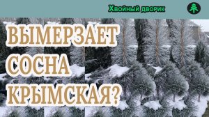 Вымерзает ли у нас сосна крымская?питомник "Хвойный дворик" вопрос-ответ