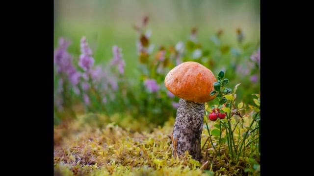 Я пишу сам. Лёгкая музыка для вашего настроения. Музыка для души. Стерео звук. Music for the soul. смотреть онлайн
