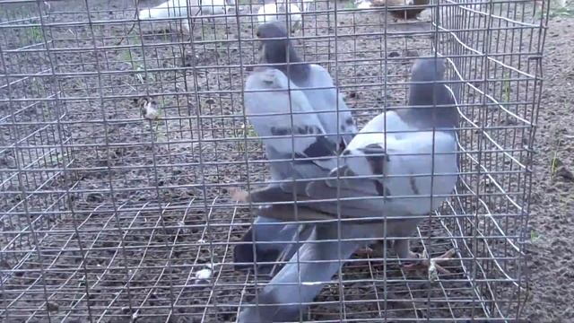 английские типлеры (новая порода голубей )для меня.