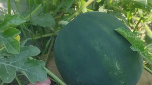 Арбузы и дыни в открытом грунте 11 июля 2021.