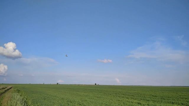 Звуки лета. Жёлтая трясогузка.