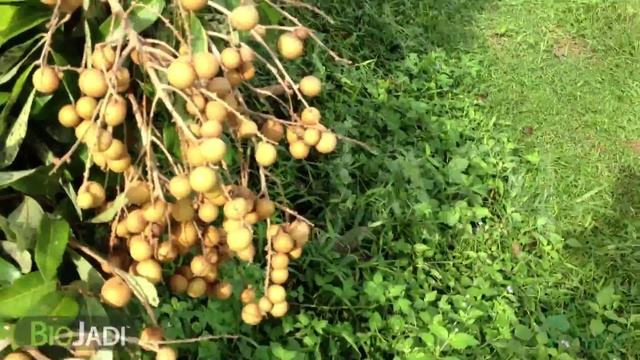 Organic Dimocarpus Longan - Organically Grown @ MK Orchard смотреть онлайн