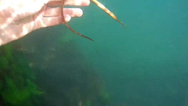 Черноморская рыба-игла смотреть онлайн