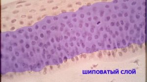 Гистологический препарат "Многослойный плоский неороговевающий эпителий"
