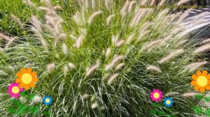 Пеннисетум лисохвостовый Гамельн. Краткий обзор, описание pennisetum alopecuroides Hameln
