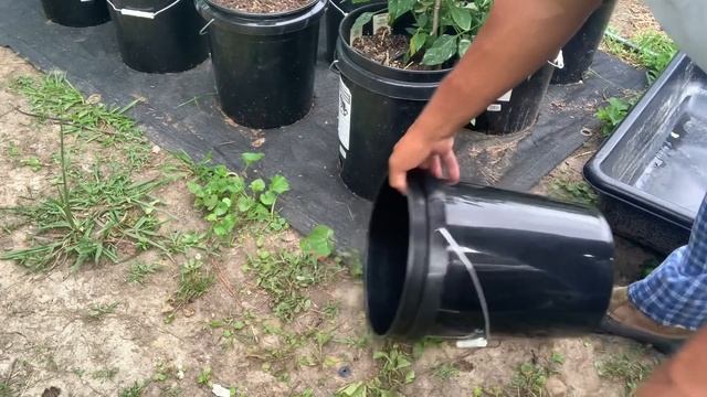Air Layering lemons! Want FREE fruit trees?  #freecitrus # freefood #newgardener