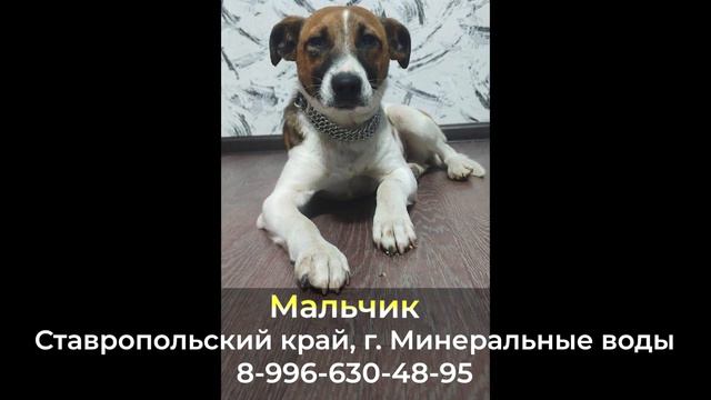 Пропала собака ! Мальчик , Ставропольский край , г. Минеральные Воды