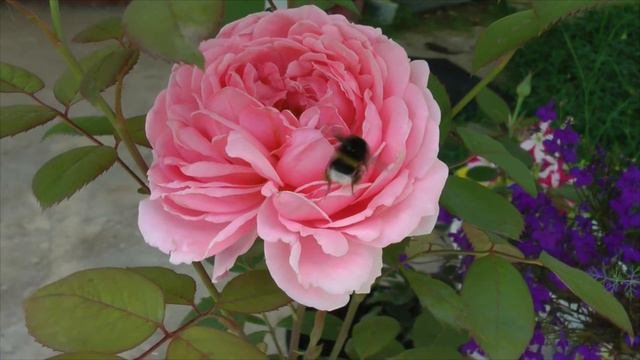 Шмель и роза Уизли! Bumblebee and Rose Weasley!