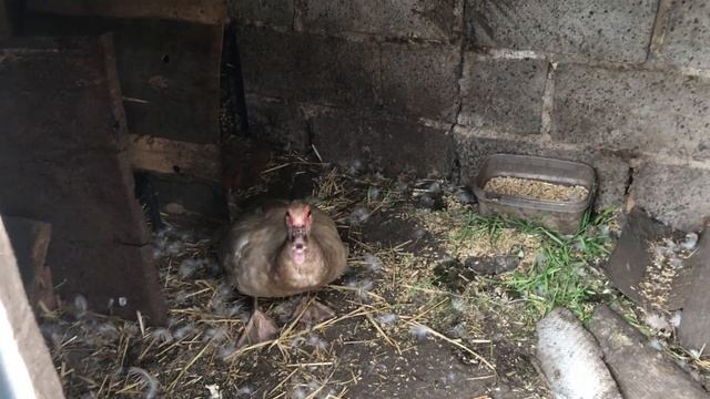 Индоутки удивляют все больше и больше ! Вывод Индоутят под Уткой смотреть онлайн