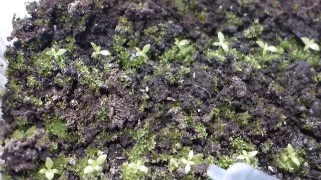 Мох на рассаде эустомы Что делать? Вторая подкормка эустомы.