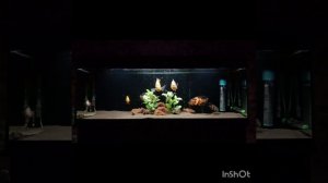 Аквариум 400 литров - март месяц