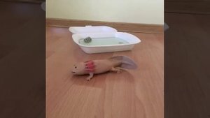 Появление тигровой амбистомы