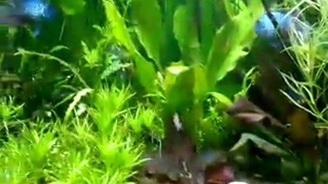 Цихлазома Фламинго с мальками 3 смотреть онлайн