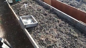 Где взять бесплатно черенки винограда