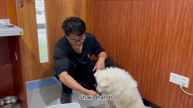 Dog beaten by owner with chain finally recovers смотреть онлайн