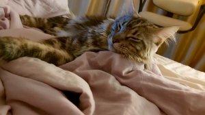 кот мейн-кун смешно трещит на звук чихания