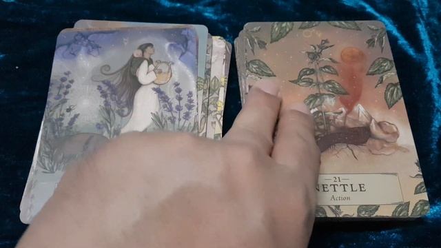 the Herbal Astrology Oracle смотреть онлайн