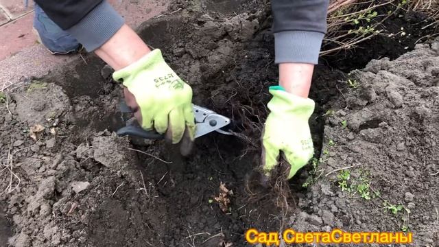 У соседей по Даче.Заканчиваем Следующий Цветник.Оформляем Передний Край Розария.Нежно и Романтично. смотреть онлайн