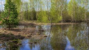 ... "И ПТИЧКИ ЩЕБЕЧУТ"... (Фото Владимира ГРОМОВА (Н. Новгород), музыка Тима ДЖЕНИСА (США))