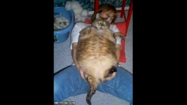 АХ УЖЕ ЭТИ КОШКИ смотреть онлайн