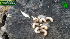 Проволочник и хрущ уходят осенью на глубину и не вредят? Не смешите мои тапки! Они жрут сидераты!