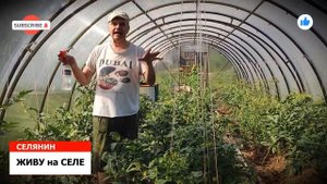 ОБРАБОТКА ТОМАТОВ ЗАВЯЗЬЮ для БОЛЬШОГО УРОЖАЯ/ЖИВУ на СЕЛЕ*СЕЛЯНИН