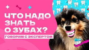 ЧИСТИТЬ СОБАКЕ ЗУБЫ? Брекеты для собак? Ветеринарный стоматолог