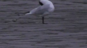 озерные чайки заняли парковку, чайки припарковались, парковка для чаек