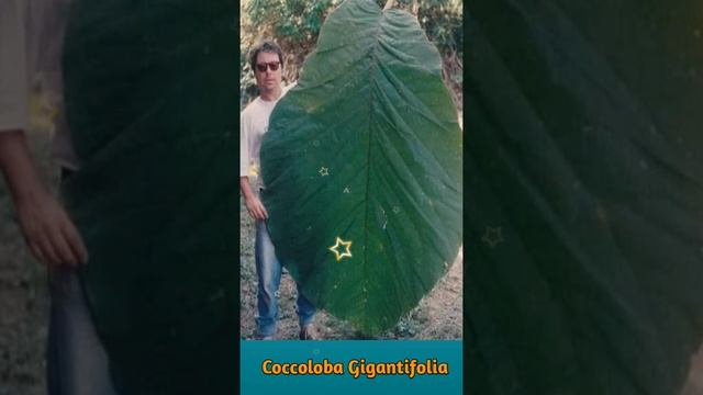 Coccoloba Gingantifolia || World Biggest Leaf in Amazon Forest || ?☘️?