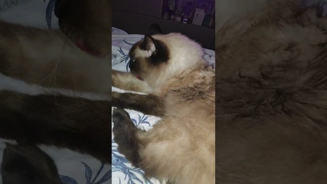 ЧИСТЮЛЯ КОТ БОСИК
