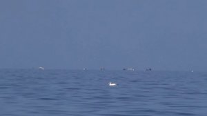 SNAPPER AND YELLOWTAIL KINGFISH AROUND THE WORK UPS - HAURAKI GULF NZ