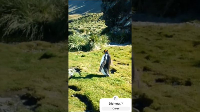 Грациозный как пингвин  /|\  Graceful how penguin