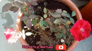 #RoseVarieties #Rose Kashmiri Gulab Repotting|How to Grow Kashmiri Gulab|ये गुलाब देता हैं,ढेरों फू