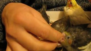 Прикорм птенцов корелл