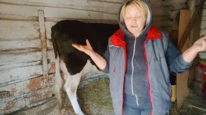 БОРЬБА С ПАРАЗИТАМИ ПО ВСЕМ ФРОНТАМ!//ЛУЧШЕЕ СРЕДСТВО ОТ МОШЕК ДЛЯ КОРОВ И НЕ ТОЛЬКО!