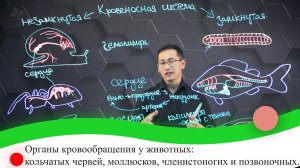 Органы кровообращения  у животных: кольчатых червей, моллюсков, членистоногих и позв-чных. 7 класс.