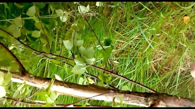 Функции ножа для рыбалки и туризма смотреть онлайн