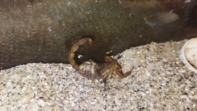 Непорочное зачатие. Самка скорпиона родила без участия самца. Партеногенез