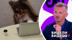 Чихуахуа с персональным ноутбуком. Видели видео? Фрагмент выпуска от 24.02.2020