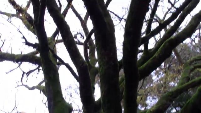 стыдливая бразильская мимоза в сухумском ботаническом саду смотреть онлайн