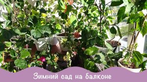 Мою, болтаю, показываю.  Зеленый уголок 7 часть.