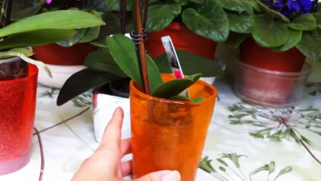 Mini Phalaenopsis Orchids Update смотреть онлайн